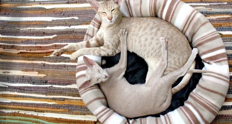 You And Your Cat: Make The Most Of Your Relationship