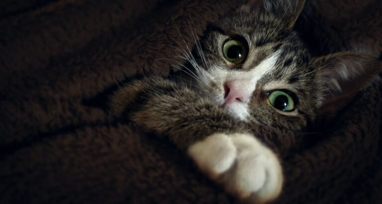 Searching For Knowledge About Cats? Check This Out!