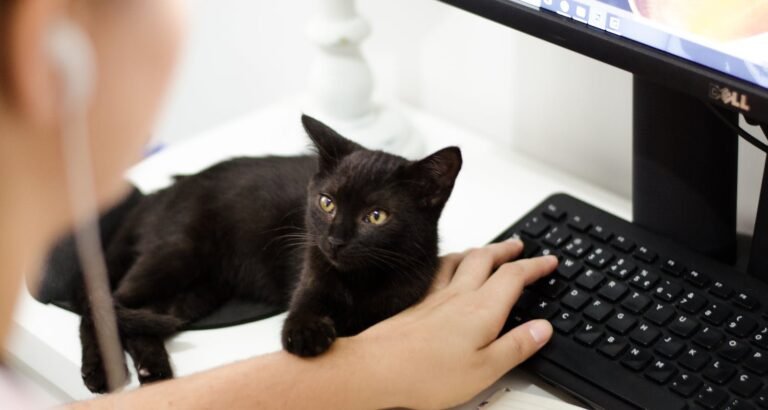 What You Need To Know About Raising A Cat