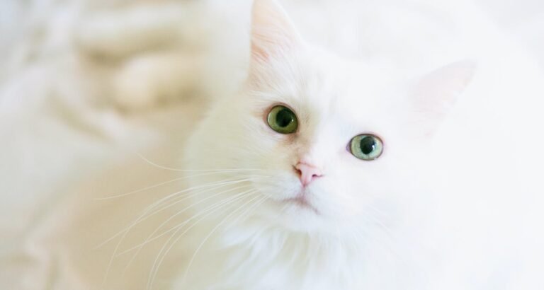 Here Is A Great Source Of Information And Ideas About Cats
