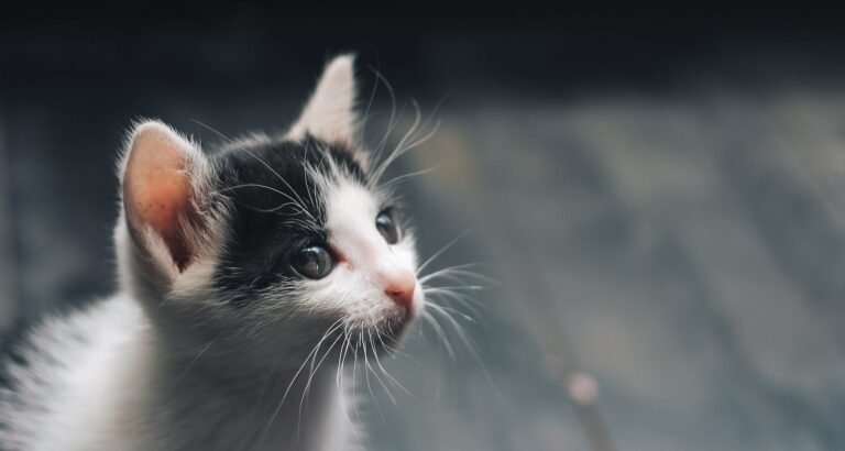 Tips To Help You Better Care For Your Cat