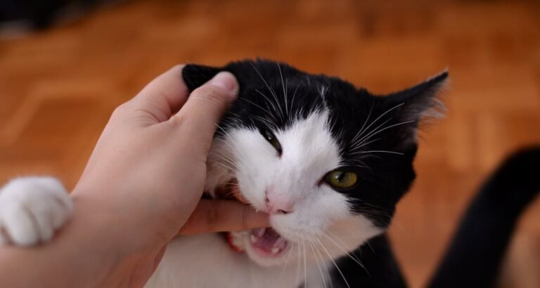 Some Helpful Tips To Keep Your Cat Happy.