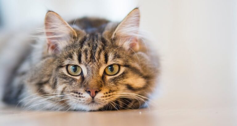 Learn About Proper Cat Care With These Tips.