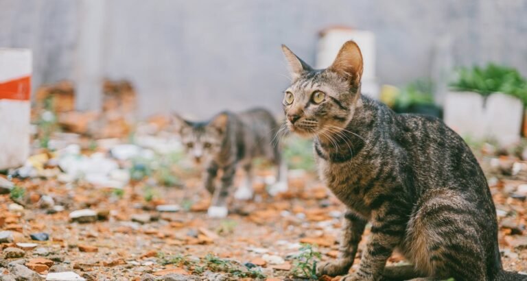 Feline Companions Require Various Types Of Care