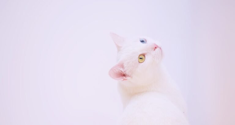 Cat Advice For Every Great Cat Owner