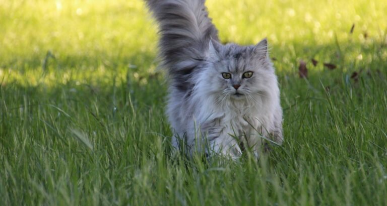 Wonderful Feline Tips And Tricks For A Happy Cat
