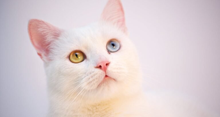 Fast Advice To Help You With Your Feline