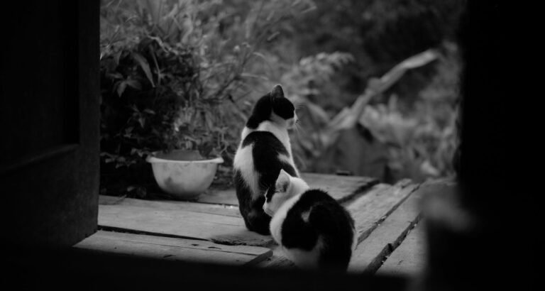 Learn How To Care For Your Cat By Following This Expert Advice