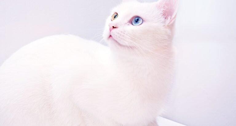 Cats Need Care: Proper Tips To Give It To Them