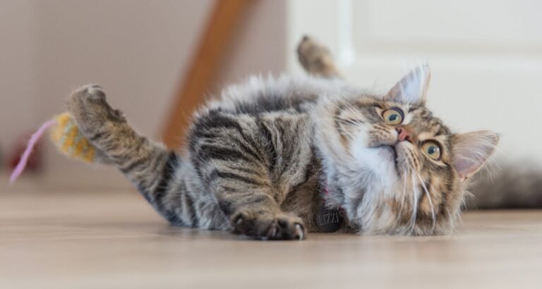 Learn About Proper Cat Care With These Tips.