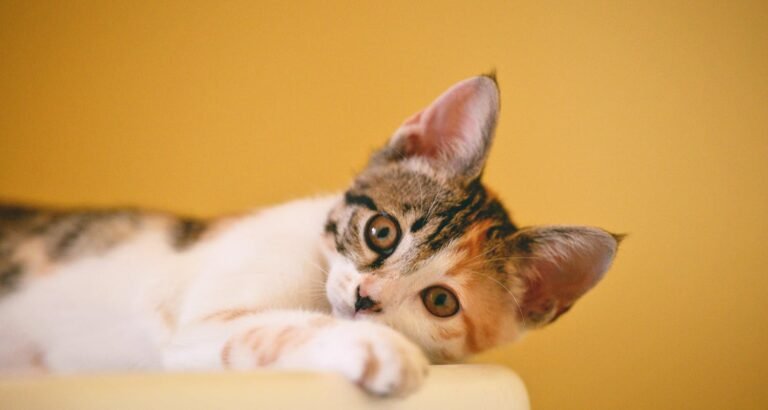 Take Great Care Of Your Cat With This Advice!
