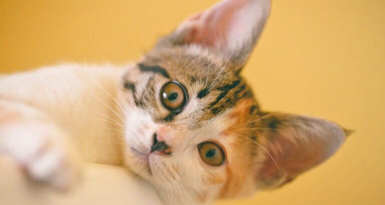 Some Ideas To Keep Your Cat Healthy And Happy.