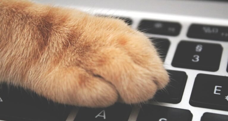 Check Out These Excellent Source Of Information About Cats
