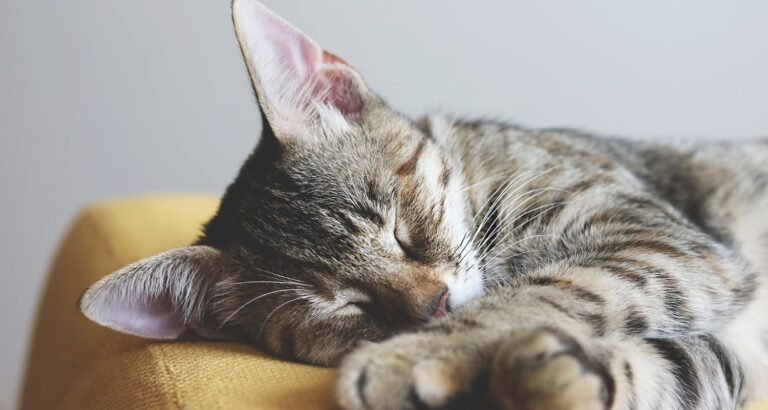 Caring For A Cat While Living On A Budget