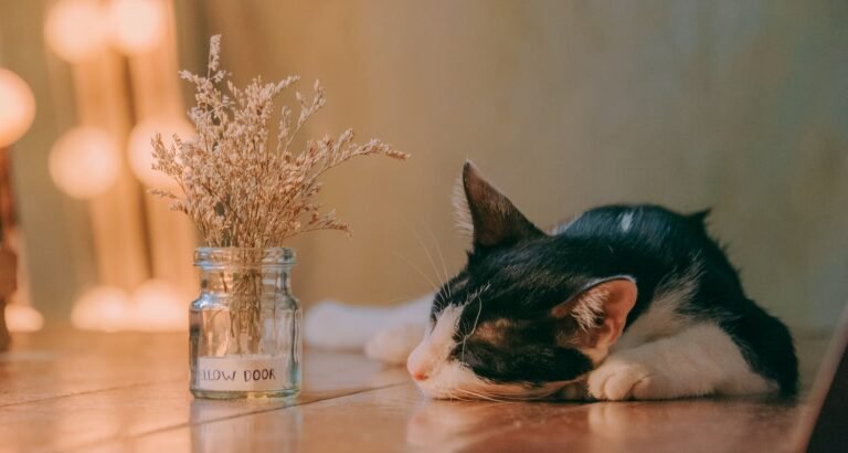 Cat Care Tips For The New Cat Owner