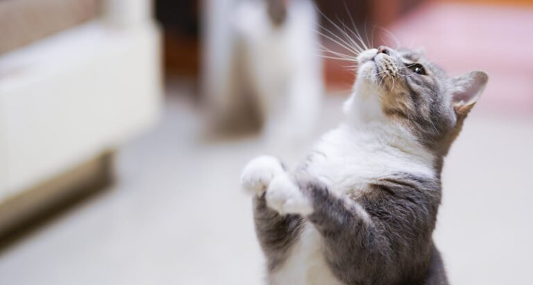 Cat Tips You Can Put Into Practice Right Now