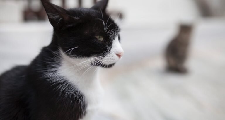 How To Entertain Your Kitten: Fun Activities