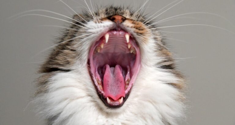 Easy To Follow Ideas About Cats That Will Really Help You