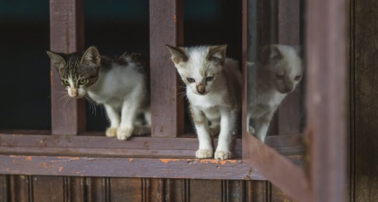 Have Cats On The Brain? Let These Tips Guide You!