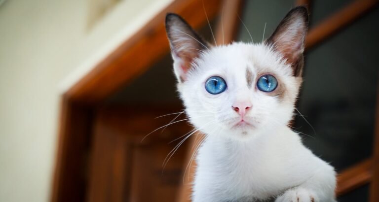 Top Tips To Help You Care For Your Cat