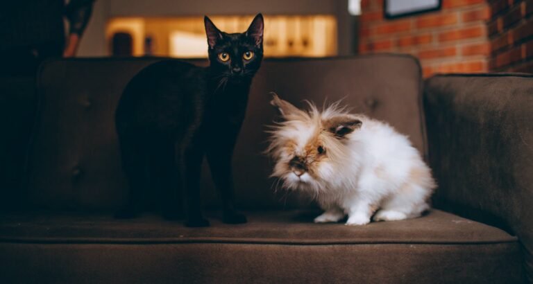 If You Own A Cat You Should Check This Out!