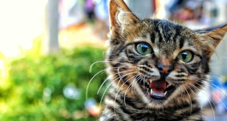 Your Fuzzy Friend: Cat Tips For Owners