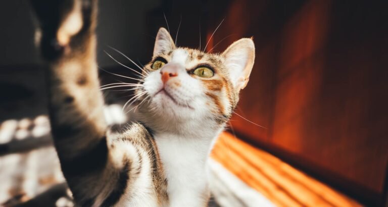 Cat Tips To Make You A Better Human