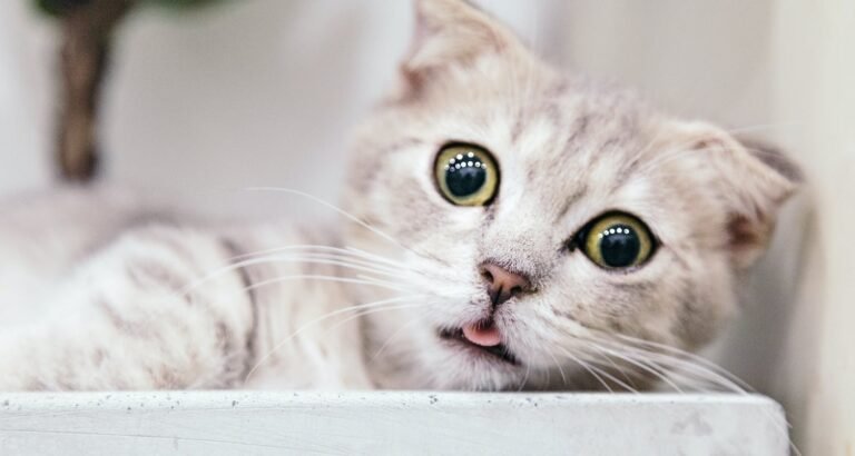 If You’re Someone That Enjoys Cats You Should Read This