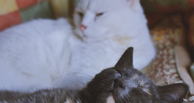 Great Tips To Care For Your Pet Feline