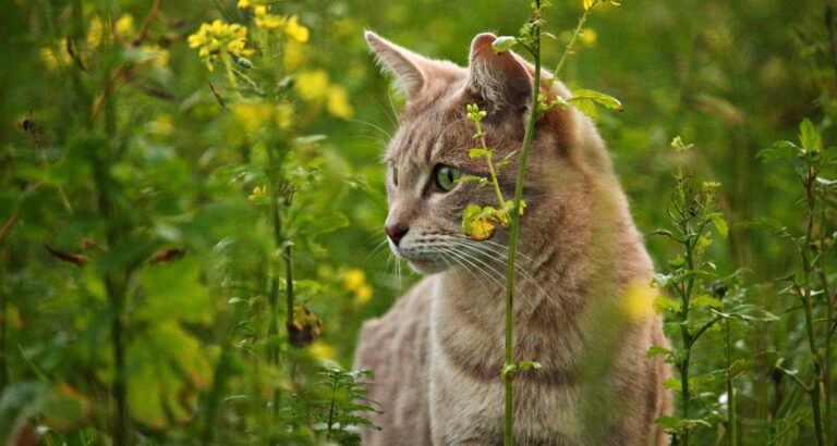 Don’t Feel Lost When Caring For Your Cat. Follow These Tips!