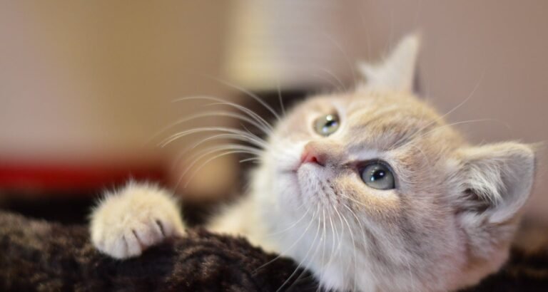 Want A Good Better Understanding About Cats? Look Here!