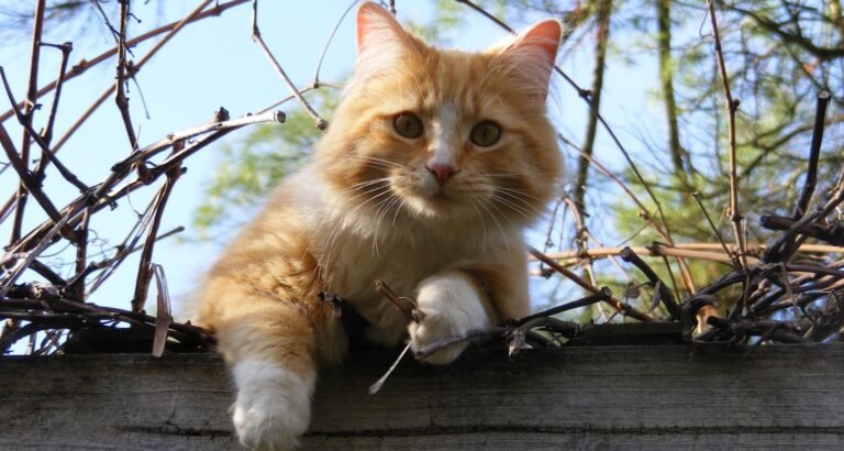 Look At This Great Article About Cat Tips