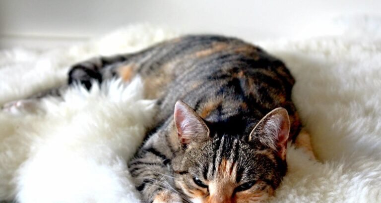 Simple Advice For Caring For Your Cat