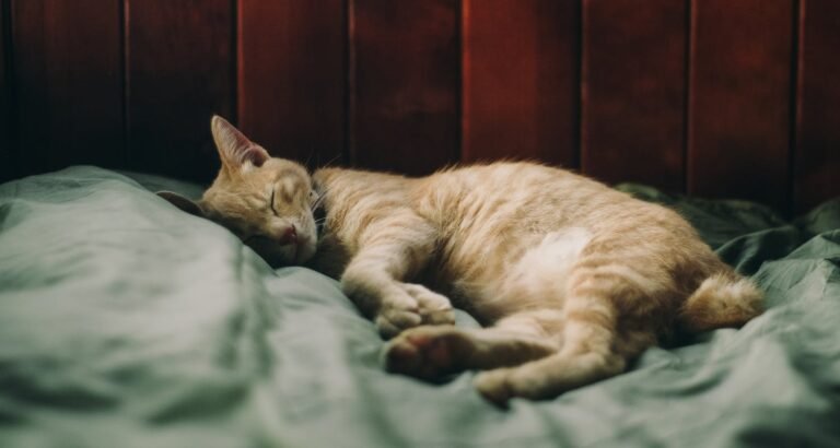 How To Know If Your Cat Is Uncomfortable