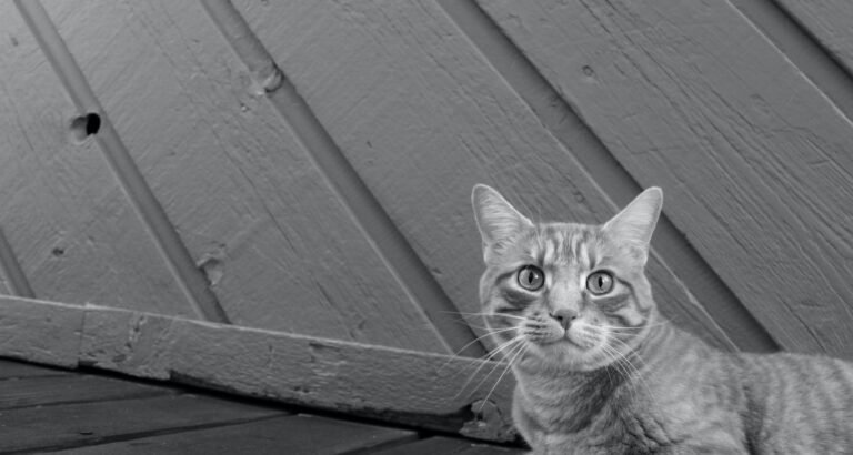 Taking The Difficulty Out Of Raising A Cat