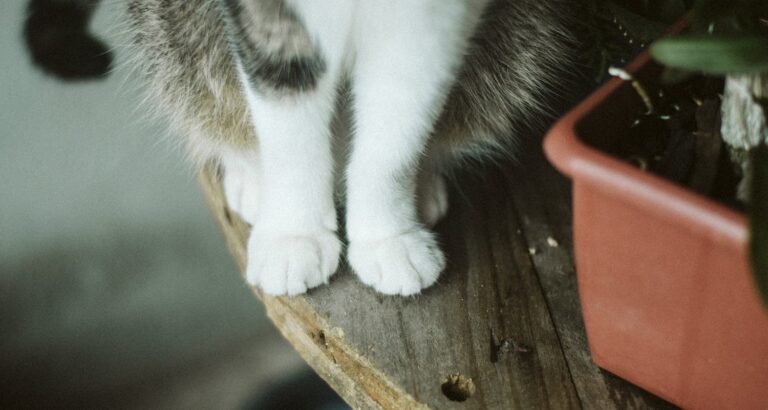 Great Tips On The Topic Of Cat Care