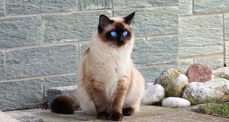 Everyone That Has A Cat Should Check This Out!