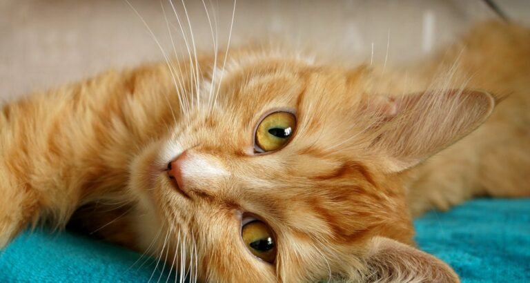 Enjoy A Healthy, Strong Cat With These Solid Tips.
