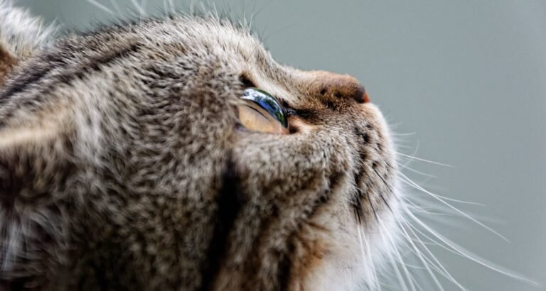 Look Below For A Excellent Tips About Cats