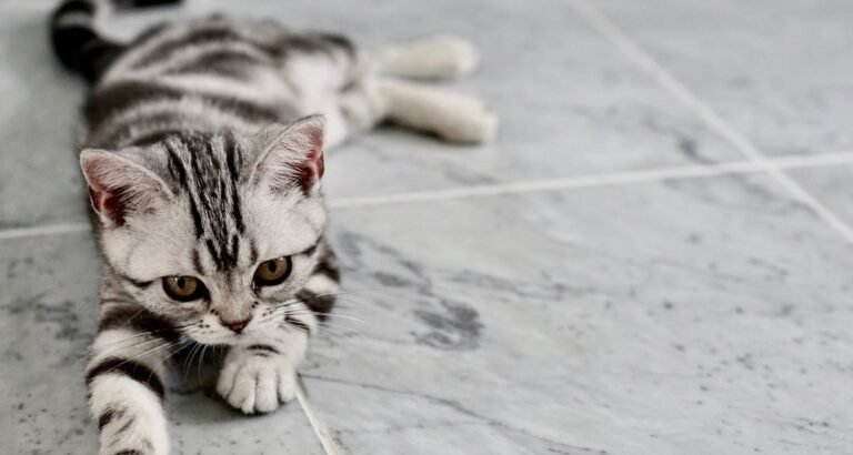 Treats For Your Cat That You Can Make