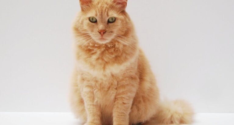 Cat Tips For The Good Cat Owner