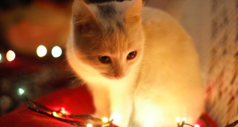Great Ideas To Help You Better Understand Cats