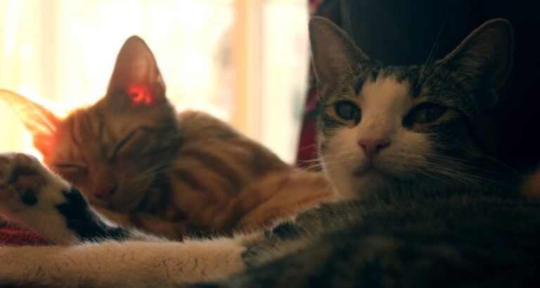 Better Understand Your Feline Friend With These Tips