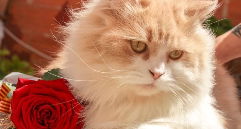 Keep Your Cat Safe And Happy With These Tips.