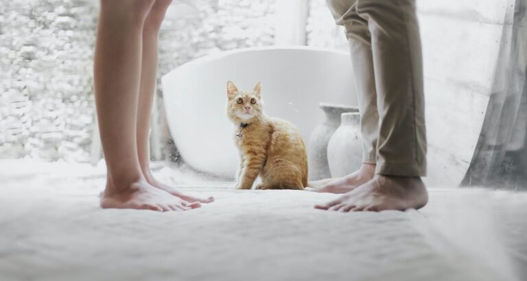 Great Cat Tips You Can Use Right Now