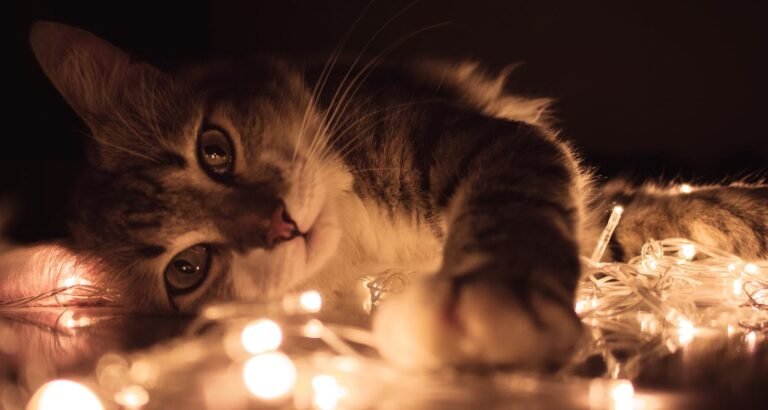 Easy To Follow Ideas About Taking Care Of Cats