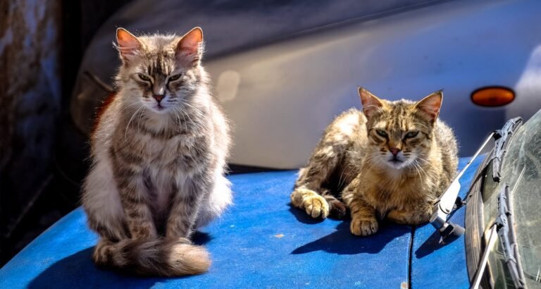 Learn How To Solve Basic Cat Issues
