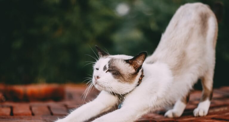 Helping You Get A Better Understanding About Cats With Simple Tips