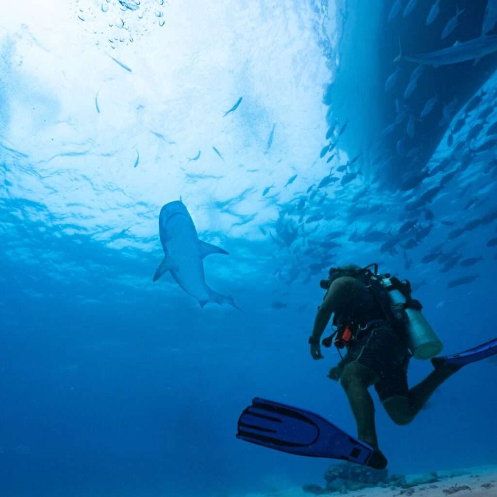 shark near diver under water