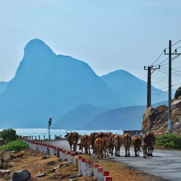 man with a motorcycle and a herd of cattle on a seashore road con dao island vietnam